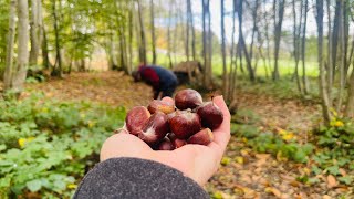 🇵🇭Chestnut Picking Castanias October UK Foraging Sweet Chestnut Kent Forage and Eat [upl. by Gualterio]