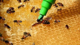 Wild Honeybee queen painting  Apis dorsata [upl. by Ciardap]