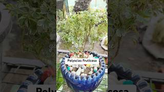 Polyscias fruticosa plant care Polysciasfruticosa [upl. by Magavern]