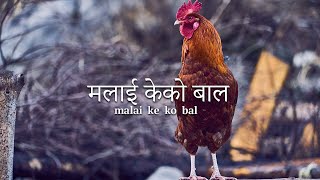 मलाई के को बाल  Malai Ke ko Bal [upl. by Inihor]