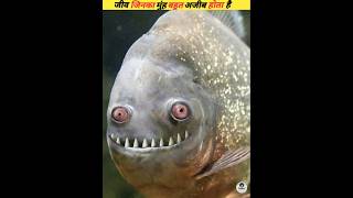 Sea creatures with very strange mouths viral [upl. by Ahselaf]