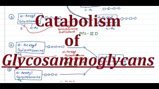 27 Optional Catabolism of Glycosaminoglycans GAGs [upl. by Anyal]