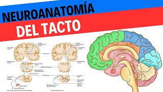 Neuroanatomía y fisiología del tacto y el sistema somatosensorial [upl. by Onitnevuj403]