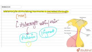 Apart from humans melanocyte stimulating hormone is secreted through [upl. by Korenblat]