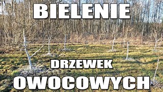 Bielenie drzewek owocowych Po co taki zabieg Kiedy malować drzewka wapnem [upl. by Ydroj]