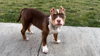 Micro Bully 5 months old Veneno blood [upl. by Llertrac299]