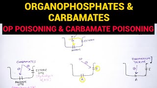 Autonomic Pharmacology  7  Organophosphates amp Carbamate Poisoning  EOMS [upl. by Alekahs]