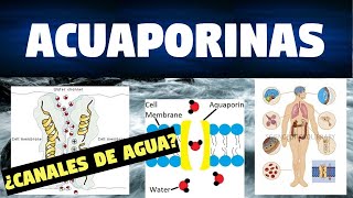 TODO SOBRE LAS ACUAPORINAS  ESTRUCTURA FUNCIONES Y DISTRIBUCIÓN [upl. by Hein164]