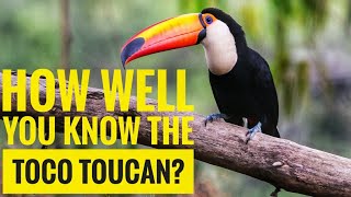 Toco Toucan  Description Characteristics and Facts [upl. by Milas]