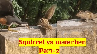 brave Squirrel vs Waterhen Rice Feeding Battle PART2 petsecosystem rice squirrel crow food [upl. by Rehtaeh]