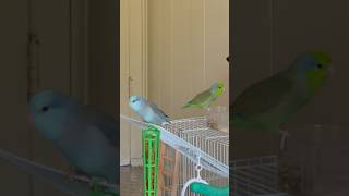 Parrotlets sound 🦜birds parrotlet [upl. by Litnahc]