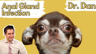 Dog anal gland infection or abscess How a vet diagnosis and treats with Dr Dan [upl. by Poul803]