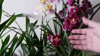 Орхидеи МильтонииМильтониопсисы илиРазличия и уходMILTONIA ORCHIDS [upl. by Kathryn581]