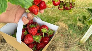 Strawberry farm United Kingdom 🇬🇧 😍harvesting time [upl. by Eillehs]