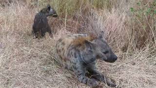 spotted hyenas with cub very close  kruger national park [upl. by Dnanidref514]