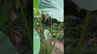 Colocasia esculenta [upl. by Ainav]