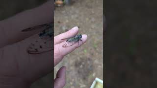 Tiny Little Cicada looks like a giant horsefly Insert Nature Wildlife Spring time [upl. by Yk]