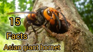 Asian Giant Hornet Everything You Need To Know About Murder Hornets  TOP15FACTS [upl. by Aihtibat412]