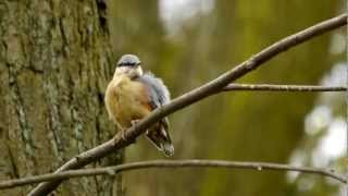 Eurasian Nuthatch Sitta europaea  Kleiber oder Spechtmeise 09 [upl. by Gladi143]