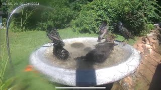 Flock of European Starlings take over birdbath starling birds birdbathcam [upl. by Otila]