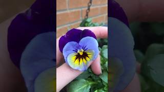 Filled my hanging baskets with winterflowering Pansies [upl. by Vaden262]