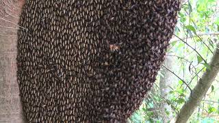 Apis dorsata giant honey bees use shimmering to repel a hornet predator [upl. by Heddi]