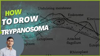 how to draw Trypanosoma [upl. by Jairia]