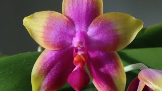 Phalaenopsis violacea x amboinensis Princess Kaiulani [upl. by Ayenet]