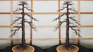 Learn to Make a Pine Tree Bonsai without leaves [upl. by Chic578]