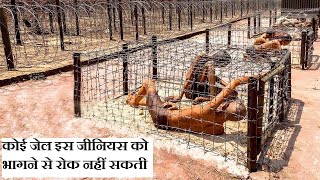 Duniya ki Koi JAIL Iss Aadmi Ko Bhagne Se Rok Nai Sakti  जेल तोडकर भागने वाले कैदी की अनोखी कहानी [upl. by Ecnarrot]