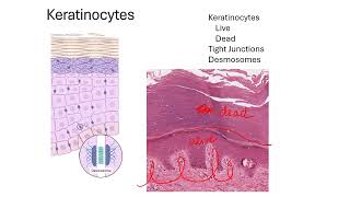 Epidermal Cells [upl. by Enneire]