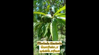 Morinda tinctoria Manjanathi [upl. by Itoyj178]