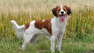 Flora the kooikerhondje [upl. by Fredie568]