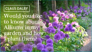 Would you like to know about Alliums in my garden and how I plant them [upl. by Ahsratan]