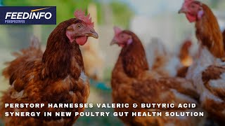 Perstorp Harnesses Butyric amp Valeric Acid Synergy in New Poultry Gut Health Solution [upl. by Nnyl]