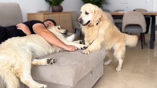 What Does a Golden Retriever do when He Finds His Owner Sleeping with Another Dog [upl. by Mannes]