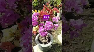 4 ID In 1 Bougainville Tree Garden  Flowers Bloom  Rare Collection  Tips  grafted  grow [upl. by Sella]