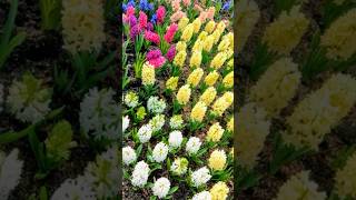 Hyacinthus orientalis 風信子 hyacinthus bulbs 花語 plant [upl. by Keldah]