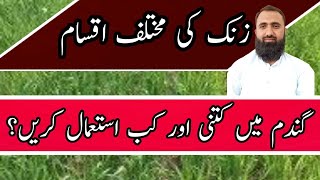 How to use different types of Zinc in Wheat Crop  Bilal Kanju Official [upl. by Suzanne]