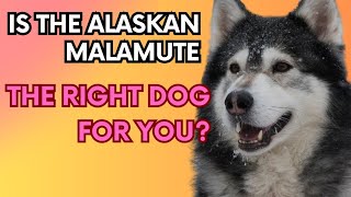 Alaskan Malamute  Everything You Need to Know About This Loyal amp Powerful Breed [upl. by Sadnac]