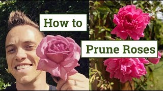 How to Prune Roses the Beginners Guide [upl. by Larrabee]