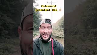 Cedarwood Essential Oil hollistichealth [upl. by Amla]