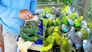 Finally Releasing New lines of Parakeet Birds in the Avairy amp Heres what happened [upl. by Gnagflow]