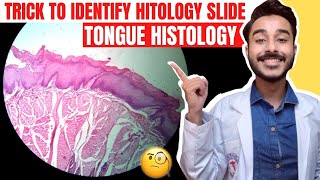 Tongue Histology Slide  histology of tongue  Histology Slide Identification trick [upl. by Willet]