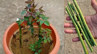 गुलाब की कलम कैसे लगाएं  गुलाब का पौधा कैसे लगाएं  how to grow rose from cutting [upl. by Winfred]