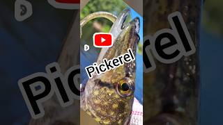 Cool Bite PICKEREL Fishing njfishing fishing shorts [upl. by Laeira]