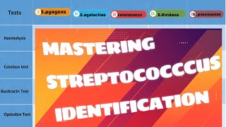 Unveiling Streptococcus Species Clinical amp Biochemical Identification Tips Microbiology [upl. by Omidyar528]