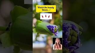 Passifloras bloom passiflora navratri song homegardning youtube shots [upl. by Ayekram]