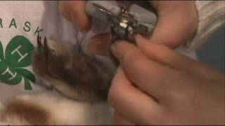 How to Trim Your Rabbits Toenails [upl. by Ornstead]