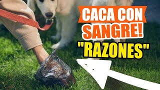 ¿POR QUÉ mi PERRO hace CACA con SANGRE🩸💩 [upl. by Heidt922]